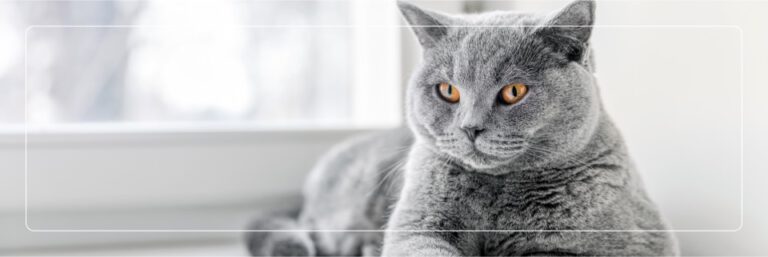 Katze Nahrungsergänzung, Hautgesundheit, Verdauungsprobleme – Ihr Partner für Tiernahrungsergänzungsmittel