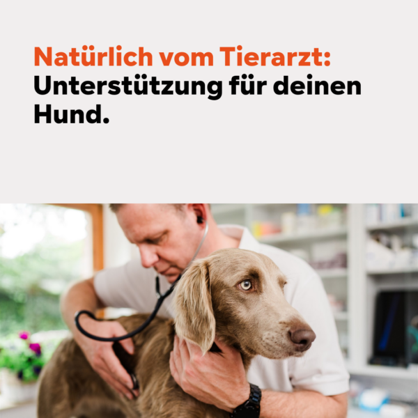 Hund Nahrungsergänzung, Gelenkprobleme, Grünlippmuschel – Ihr Partner für Tiernahrungsergänzungsmittel
