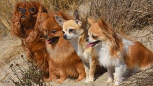 Grünlippmuschel Hund, Teufelskralle Hund, Nahrungsergänzungsmittel Hund – Natürliche Ergänzungen für die Gesundheit Ihres Hundes.
