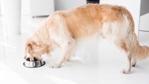 Hundesport Arthrose, Gelenkgesundheit Hund, Bewegung bei Gelenkproblemen Hund – So unterstützen Sie die Gelenke Ihres Hundes.